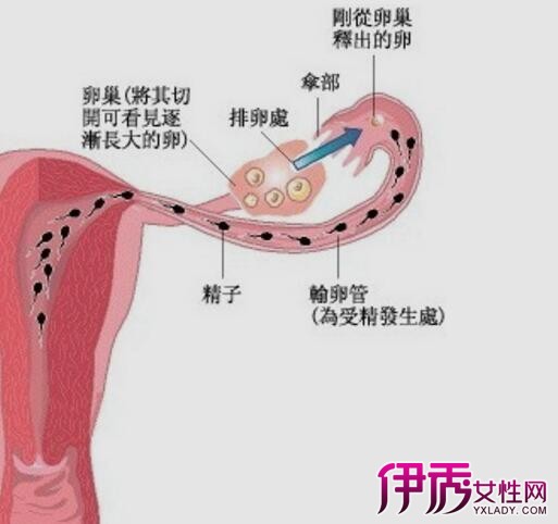 排除怀孕是什么意思