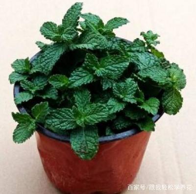 盆栽薄荷叶子发黄