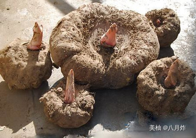 怀孕可以吃魔芋