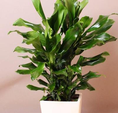 室内植物有哪些好养