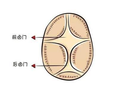 宝宝卤门在什么位置