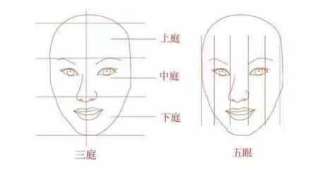 脸型是遗传的吗