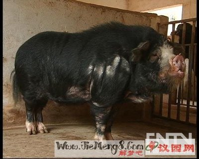 孕妇梦见大白猪