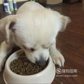 狗狗喂食喂多少