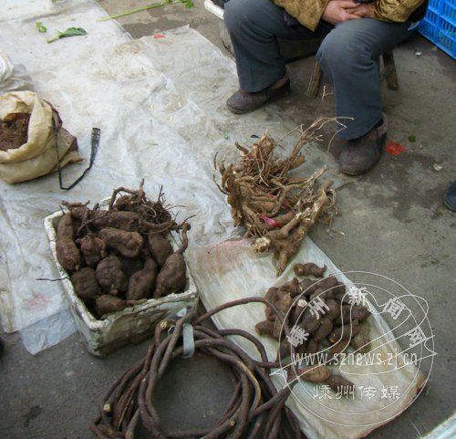 新鲜何首乌的功效与作用及食用方法