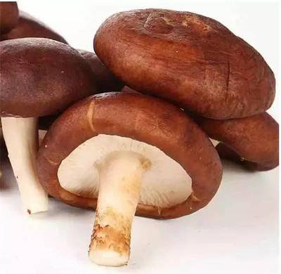 怎样看香菇有毒