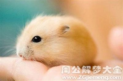 周公解梦孕妇梦见老鼠