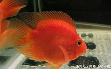 <strong><mark>arowana</mark></strong> for saleFirst fledgling the first day of the first <strong><mark>arowana</mark></strong> into the tank