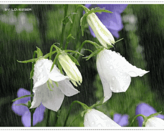 雨中送鲜花的人叫什么人