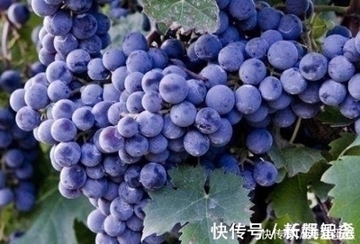咳嗽吃葡萄可以吗