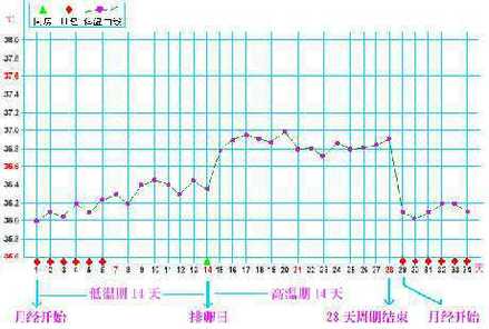 月经时基础体温多少正常吗