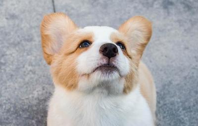 幼犬几个月可以洗澡