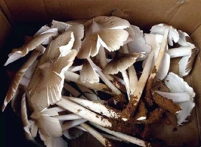 坐月子可以吃蘑菇吗