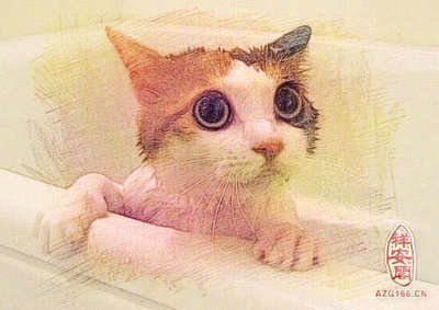 周公解梦梦见给猫洗澡