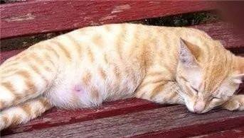 母猫怀孕