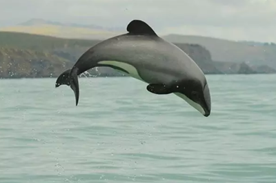 海豚怎么表达高兴