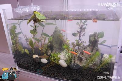 觀賞魚缸內(nèi)植物的作用：觀賞魚缸內(nèi)植物的主要作用