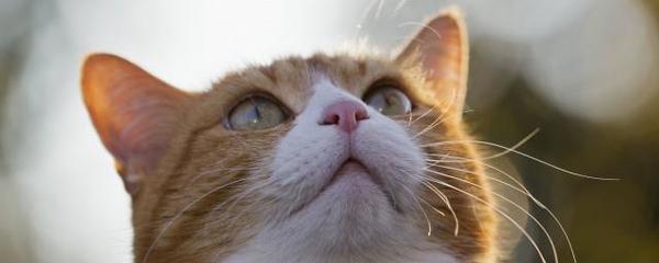 周公解梦梦到猫是什么意思