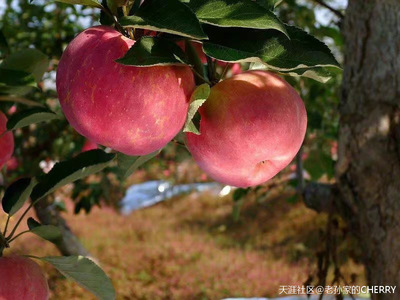 深圳富士苹果多少钱壹斤
