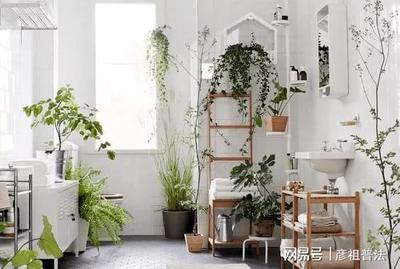 厨房对卫生间的植物