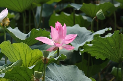 荷花性格