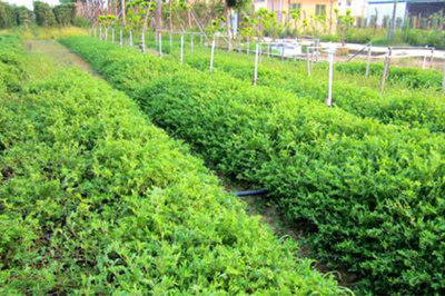 最新苗圃占地赔偿标准