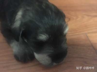 雪纳瑞取名
