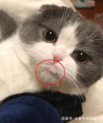 猫口吐白沫是怎么回事