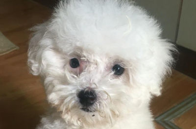 比熊幼犬 狗粮泡多软