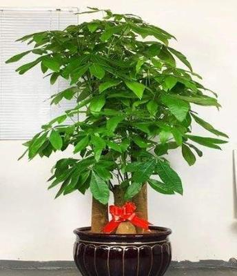 寓意发财的花