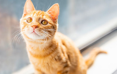 梦见猫咬别人