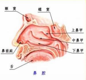 下鼻甲肥大怎么治疗