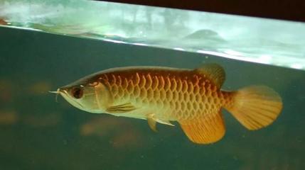 Explore the Exotic World of <strong><mark>arowana</mark></strong> in Almere: A Guide to the Best Locations, Business Hours, and Products