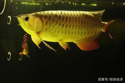 南寧哪里可以定做魚(yú)缸配件的店（南寧哪里可以定做魚(yú)缸配件的店鋪）