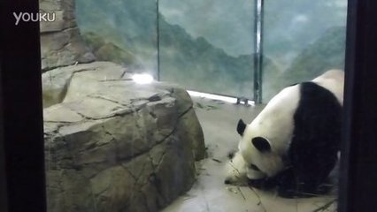 孕妇梦见傻子是胎梦吗