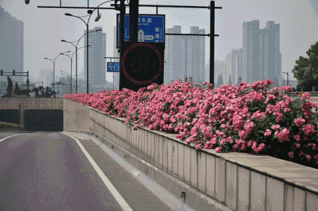 杭州高架鲜花是什么花
