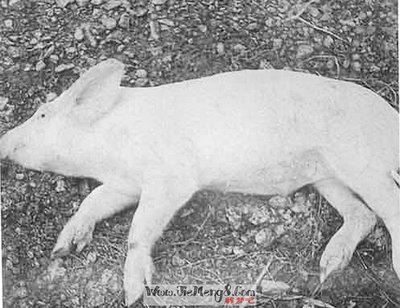 孕妇梦见死猪是什么意思