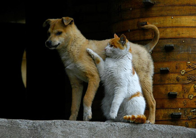 属狗的人适合养猫吗