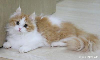 怀孕可以抱猫吗