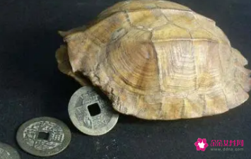 龟壳寓意