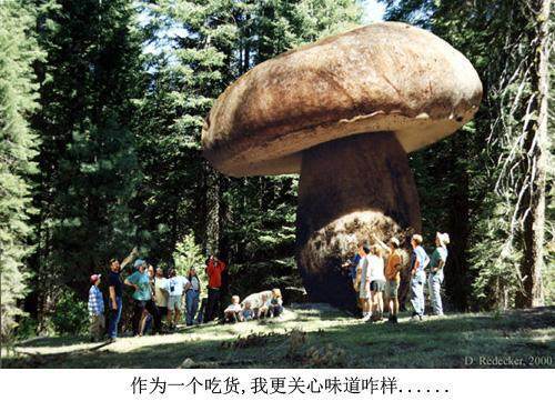 世界上最大的蘑菇有多大