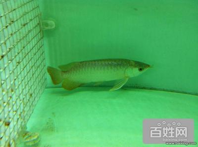 虎魚和金龍魚混養(yǎng)(紅龍魚和虎魚混養(yǎng)) 虎魚百科