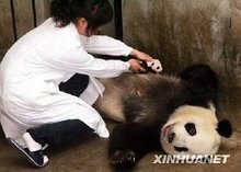 熊猫宝宝吃奶