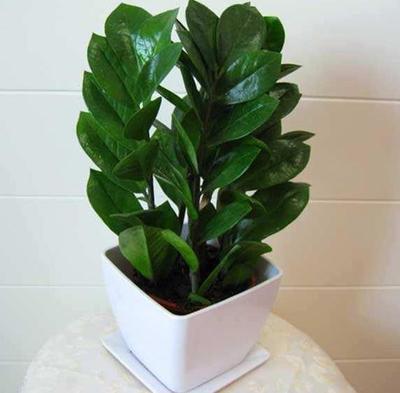 室内养什么植物风水好