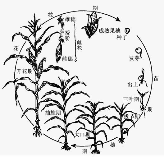 种植玉米的简笔画怎么画