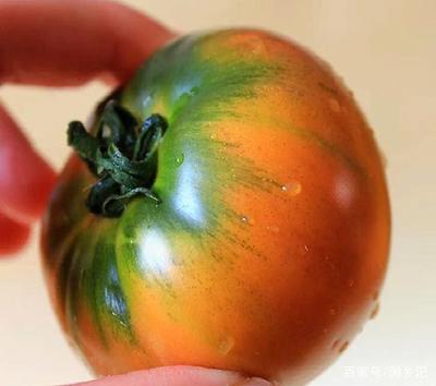 铁皮柿子和普通西红柿有什么区别