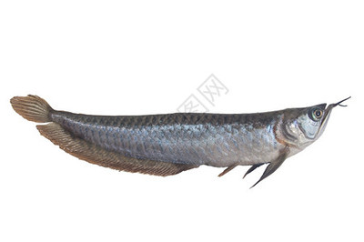 魚(yú)缸過(guò)濾桶多少錢(qián)一套圖片大全（魚(yú)缸過(guò)濾桶多少錢(qián)一套？附圖片大全及購(gòu)買(mǎi)建議）（魚(yú)缸過(guò)濾桶多少錢(qián)一套圖片大全集）