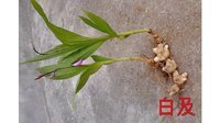 白芨的美容功效与作用