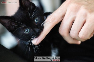 梦见猫咬别人