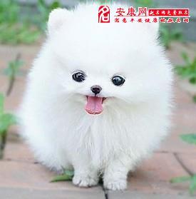 小白狗取名